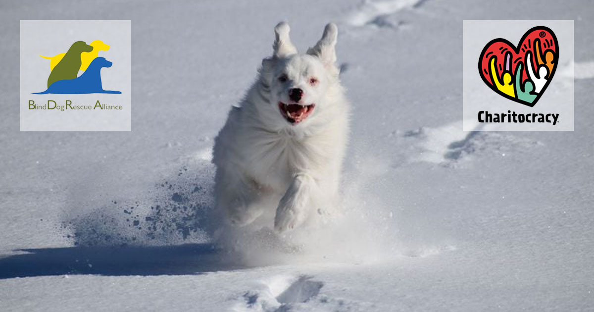 Nominee Blind Dog Rescue Alliance Charitocracy