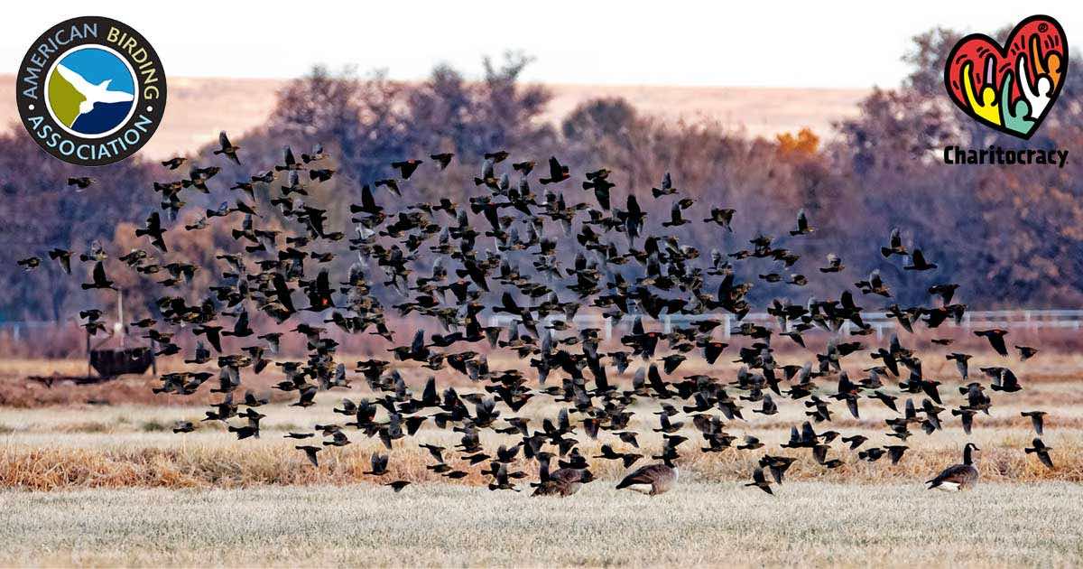 nominee American Birding Association